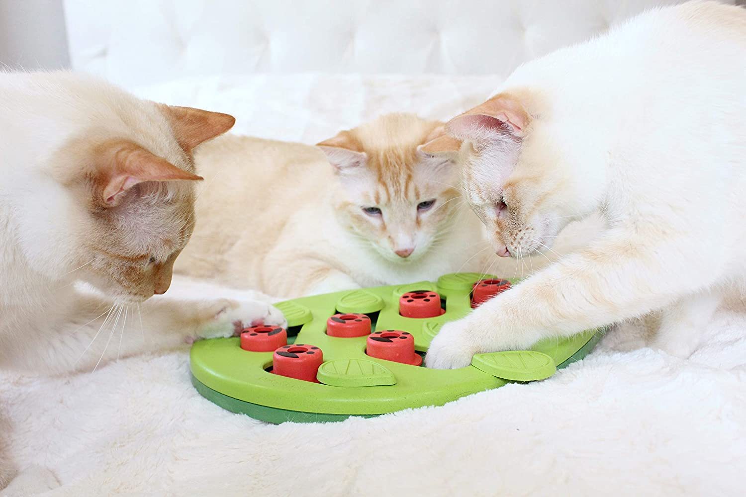 Cat Enrichment Toys