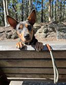 True Charlie Co - Rope Slip Lead - Gum Leaf Green - The Original Charlie