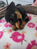 Tail and Co - Thirsty Chick