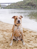 The Nomad's Dog - Dog Folk Canvas Fabric Dog Collar