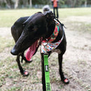 Sophisticated Pet - Bandana - Happy Gotcha Day