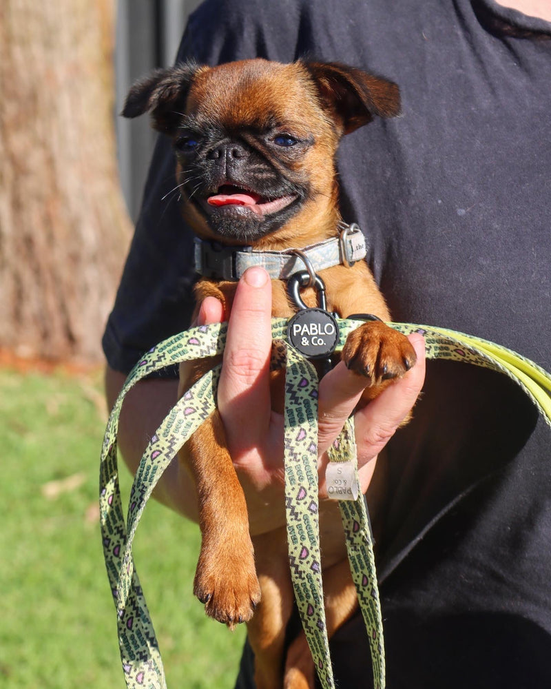 Pablo and Co - Coolest Dog Ever Leash