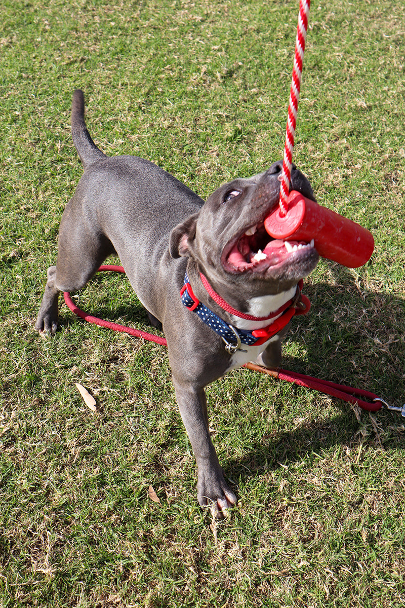 Rover Pet Products - Firecracker Training Dummy