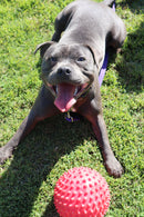 Aussie Dog - Mitch Ball Red - Tough