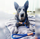 True Charlie Co - Rope Slip Lead - Blue - The Original Charlie