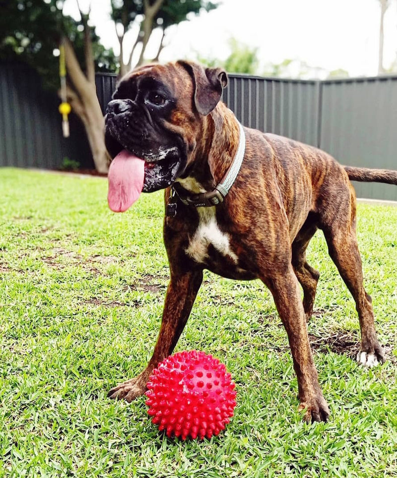 Aussie Dog - Mitch Ball Red - Tough