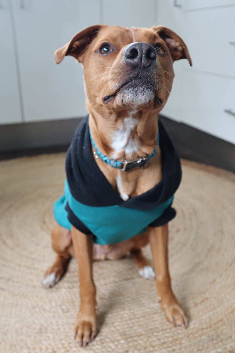 Sophisticated Pet - Hoodies - Plain Jay