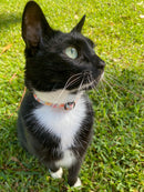 The Nomad's Dog - Wildflower Canvas Fabric Cat Collar