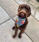 Sophisticated Pet - Bandana - Small Fry