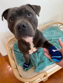 Good Boy Bones - Bones Socks