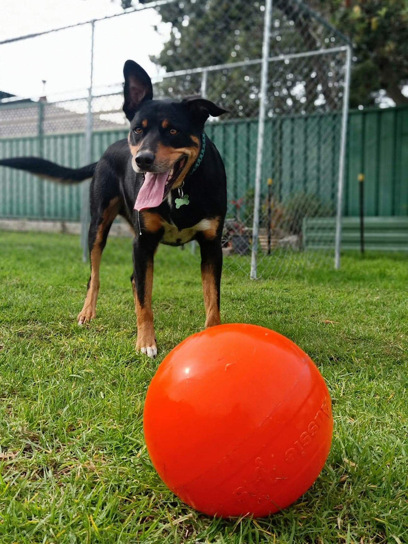 Aussie Dog - Staffie Ball