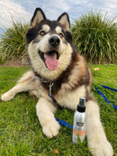 Happy Jack Co - Zest For Life Spritzer Cologne