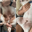 Good Boy Bones - Soothing Skin Balm