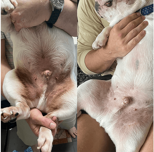 Good Boy Bones - Soothing Skin Balm