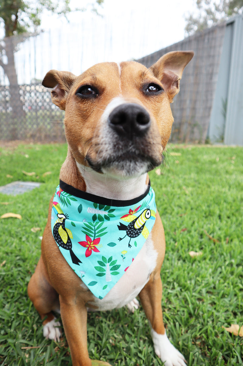 Sophisticated Pet - Bandana - Toucan Play This