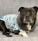 Sophisticated Pet - Hoodies - Arctic Circle