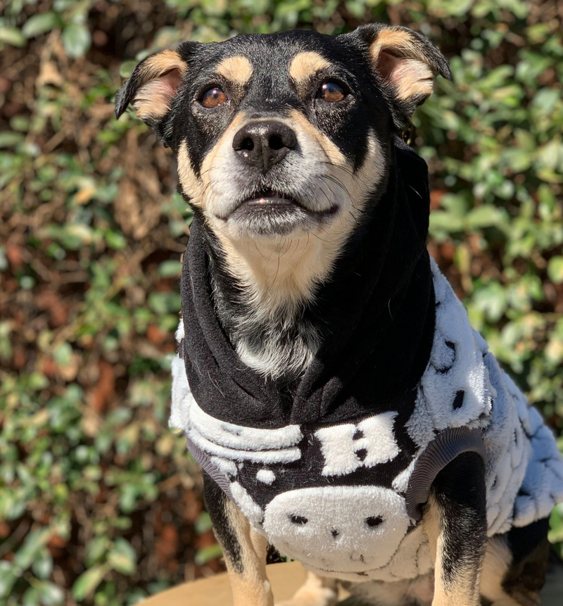 Sophisticated Pet - Hoodies - Harry Potter - X Large
