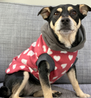 Sophisticated Pet - Hoodies - Love Bug