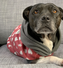 Sophisticated Pet - Hoodies - Love Bug