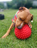 Aussie Dog - Mitch Ball Red - Tough