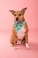 Sophisticated Pet - Bandana - Toucan Play This